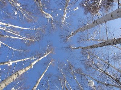 雪景色の美瑛