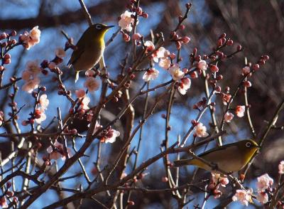 ２０１１年２月１３日　熱海梅園まつり　紅白の梅が見ごろを迎えています。