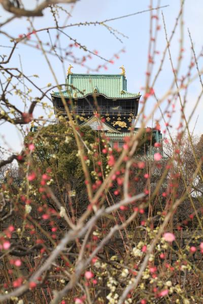 まだ咲き始めです　「大阪城梅林」