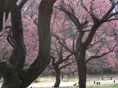 やっと晴れた連休３日目に、今年も梅と福寿草を求めて森林公園へ（１）晴天と曇天の下の梅林と仲間たち