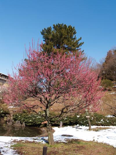 大倉山公園梅林（横浜市港北区）