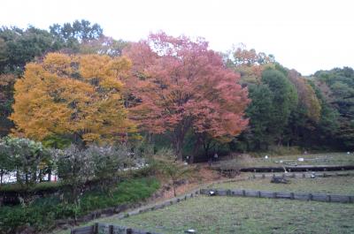 横浜　県立四季の森公園①（四季総集編）