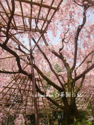 京おどり、枝垂れ桜