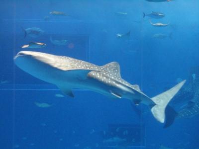 沖縄でまったり