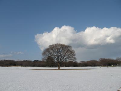 昭和記念公園　雪景色 