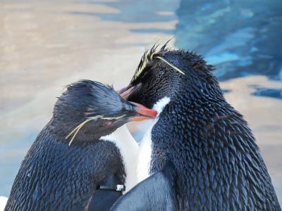 雪の上を歩こう！冬の北海道【旭山動物園編】