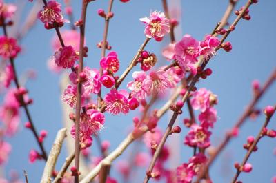 伊豆☆温泉でまったり＆梅の花を観賞♪