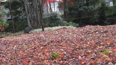 武蔵野の紅葉を歩く