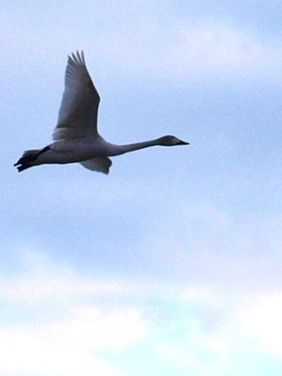 「白鳥の湖 ＆ 村杉温泉」 の たび ＜ 新潟県阿賀野市 ＞