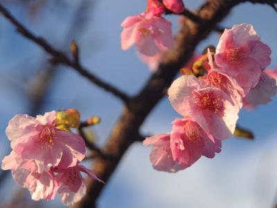 伊豆ブラリ旅=②少し早すぎた河津桜=