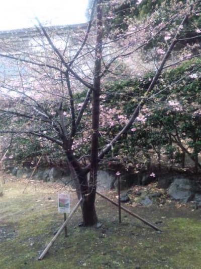 シングルマザーのお忍び一人旅＠高原の天詩