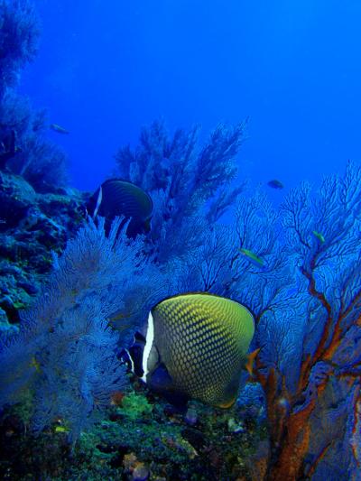 プーケット~シミランクルーズ~