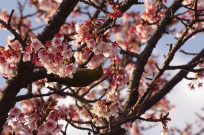 2011 桜日記 第１弾  熱海桜 編