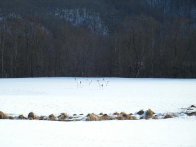 鶴を見に北海道へ