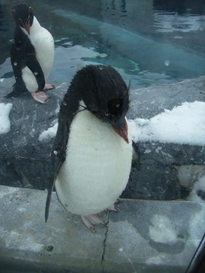 旭山動物園へペンギンに会いに+αで札幌