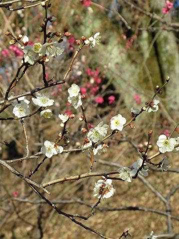 横浜：歴史のある大倉山梅園は、古木の姿を観賞してね。