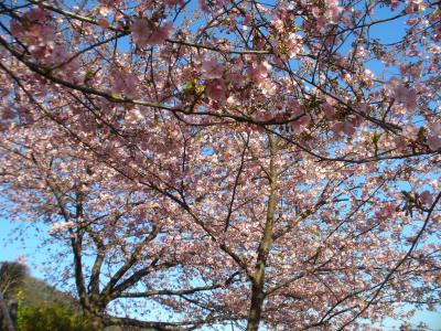 松田山桜まつりと、あぐりパ−ク嵯峨山苑