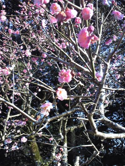 見頃はもうすぐ！？ 成田山公園の梅