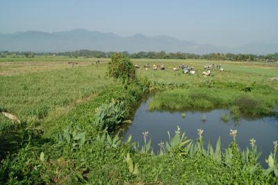 チェンマイ徒然草　其の二百二十八　畑地を探して　no２