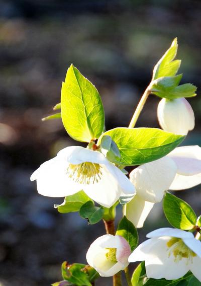 Japan　昭和記念公園　February  2011　スプリング・エフェメラルってなに？　～ミツバチばあやの冒険～