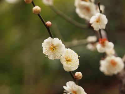 新宿区立　林　芙美子記念館 上