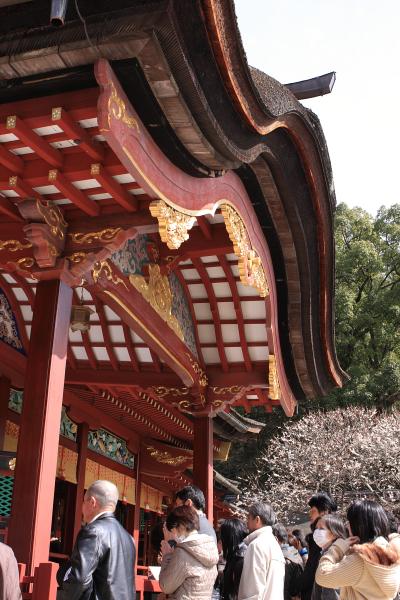 太宰府天満宮の梅と筑前国一の宮（住吉神社・筥崎宮）