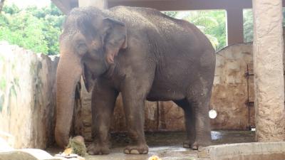 続：ゆるはわ　子連れハワイのススメ　２歳児（弱）の旅行記なり。　☆ホノルル動物園編☆