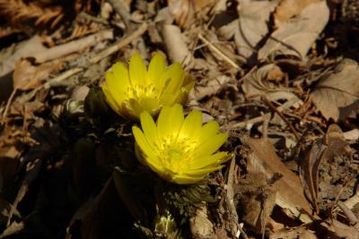 春の陽気に誘われてお花見散策へ