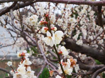 梅vs桜　伊豆の早春　熱海の梅篇