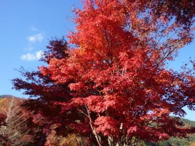 河口湖もみじ回廊とワイン工場見学バスツアー☆