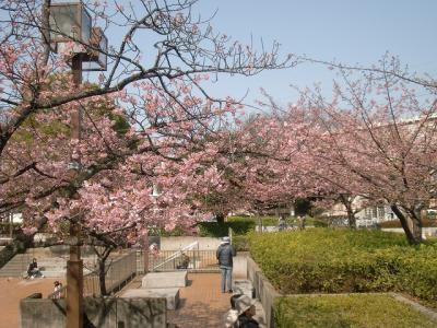 稲毛海岸駅前の河津桜