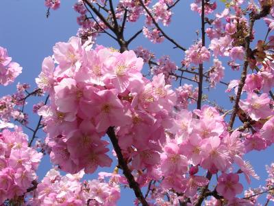 春先取り！の河津桜が満開！！