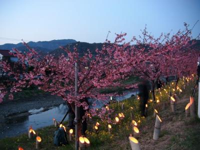 今シーズン初の夜桜は保田川・頼朝桜の里（竹灯篭まつり）