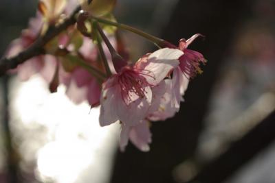 0223☆河津へプチドライブ