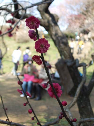 大倉山公園の梅祭り