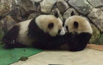 クエとパンダに感動の白浜１泊２日の旅