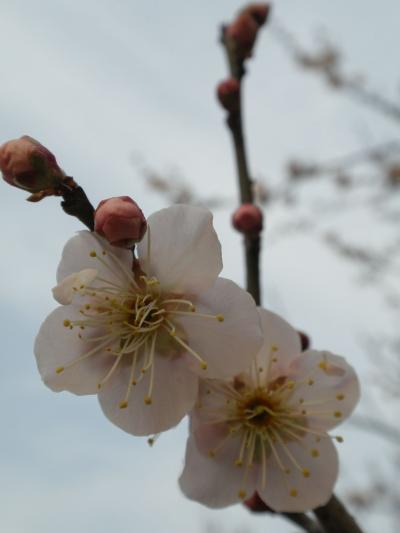 ♪梅は咲いたか 桜はまだかいな