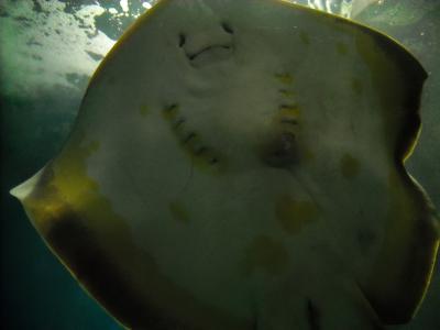 ２０１１・２　冬の名古屋港水族館＆ホテルグランコート名古屋金山