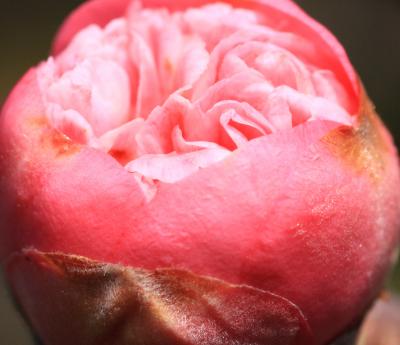 万博公園　梅と椿