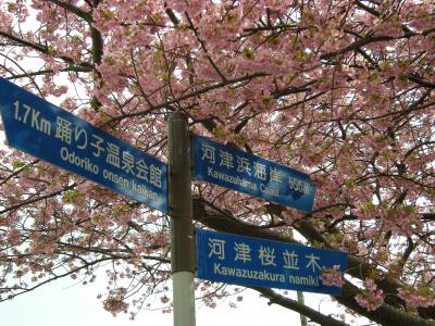 河津桜物語（伊豆）