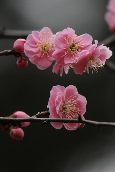 Solitary Journey ［865］ 春ですね～♪見頃を迎えた梅の花 ＜広島を代表する庭園‘縮景園’の梅林＞広島市中区