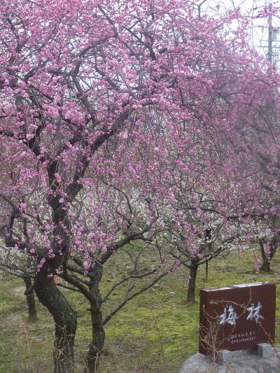 豊田市平芝梅林公園