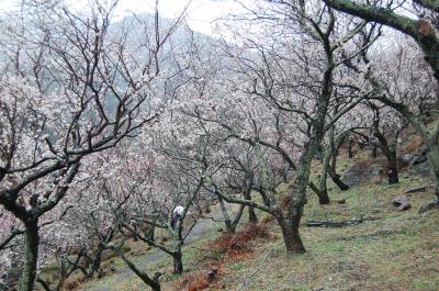 伊豆　湯河原から河津へ（１）　湯河原梅林編