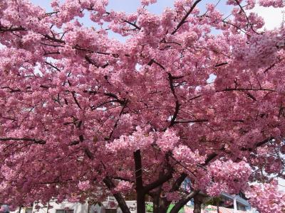 三浦海岸の河津桜