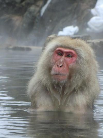 ２０１１　地獄谷野猿公苑のほっこり温泉につかる猿が見たいの～！