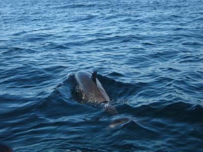 家族で海外 ハワイ② イルカと泳ぐ