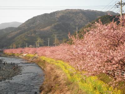 河津桜を見に河津川沿いをお散歩