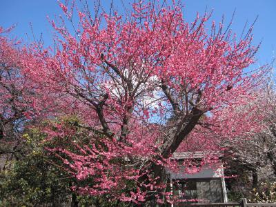 興禅院（川口安行）の梅とふるさとの森☆2011/03/04