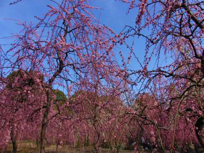 咲き乱れる枝垂れ梅は桃源郷　～城南宮～
