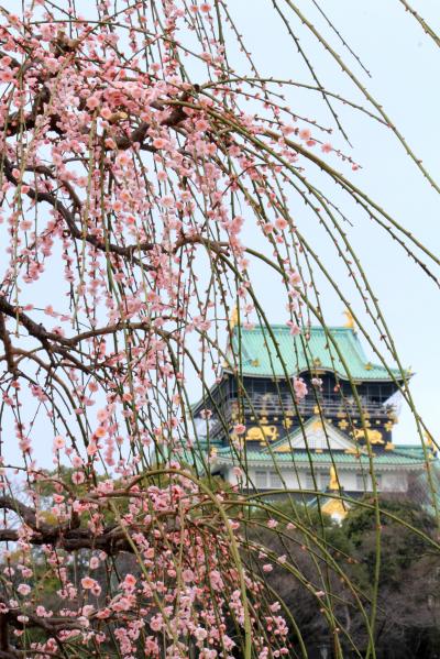 久しぶりに義父と行く「動く写真教室」？　人出も梅も満開の「大阪城公園梅林」